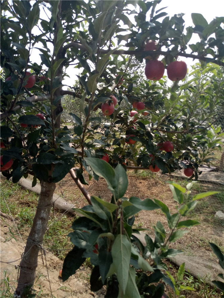 青海1年的苹果树苗新品种