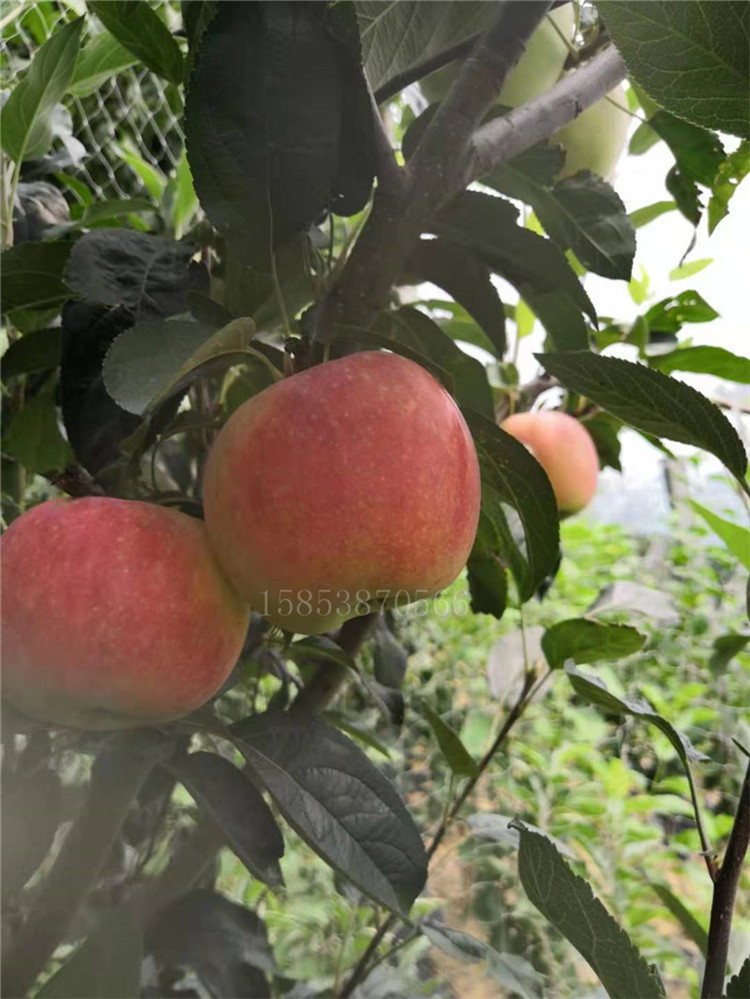 贵州苹果苗基地