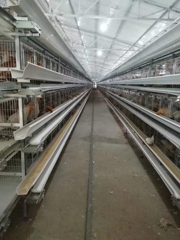 河南中州牧业养殖设备 层叠式蛋鸡笼养设备