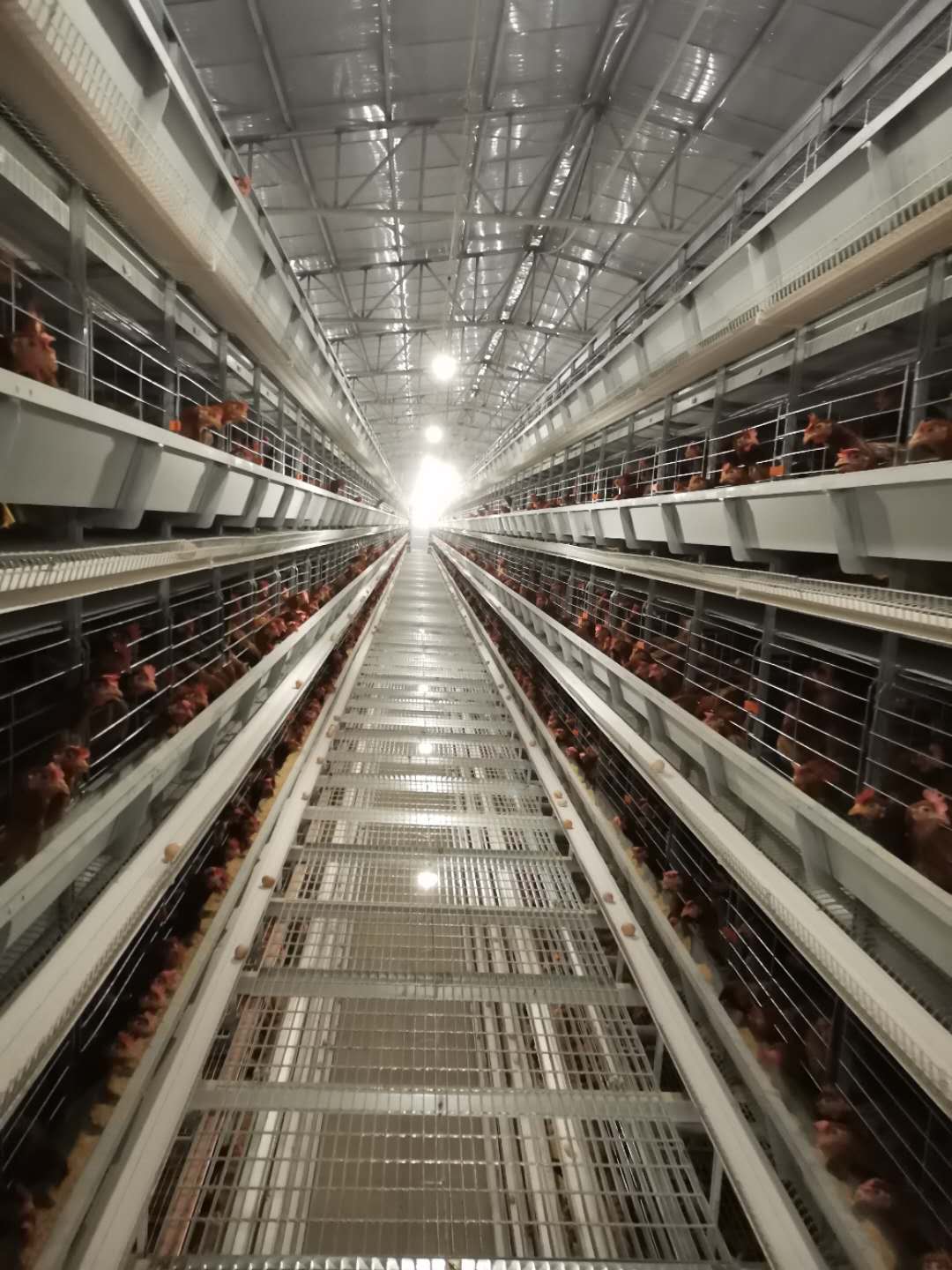 恩施蛋鸡笼报价丨蛋鸡养殖设备丨优质镀锌鸡笼丨河南银星鸡笼厂