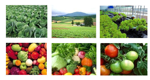 农产品配送中心如何确保蔬菜的质量安全？