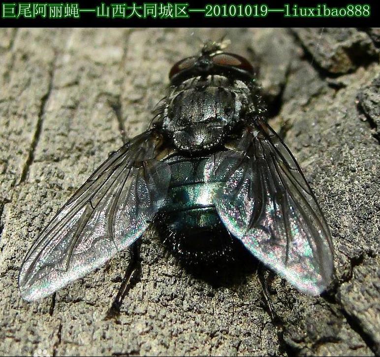 福山区杀虫灭蚊蝇服务规格