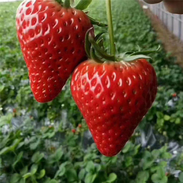 草莓苗批发 草莓苗价格 2020年草莓苗价格
