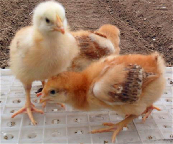 威海红玉鸡苗养殖基地 红玉380 全国发货