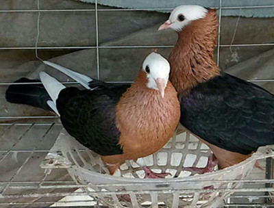 孝头天使鸽养殖技术一年几窝蛋