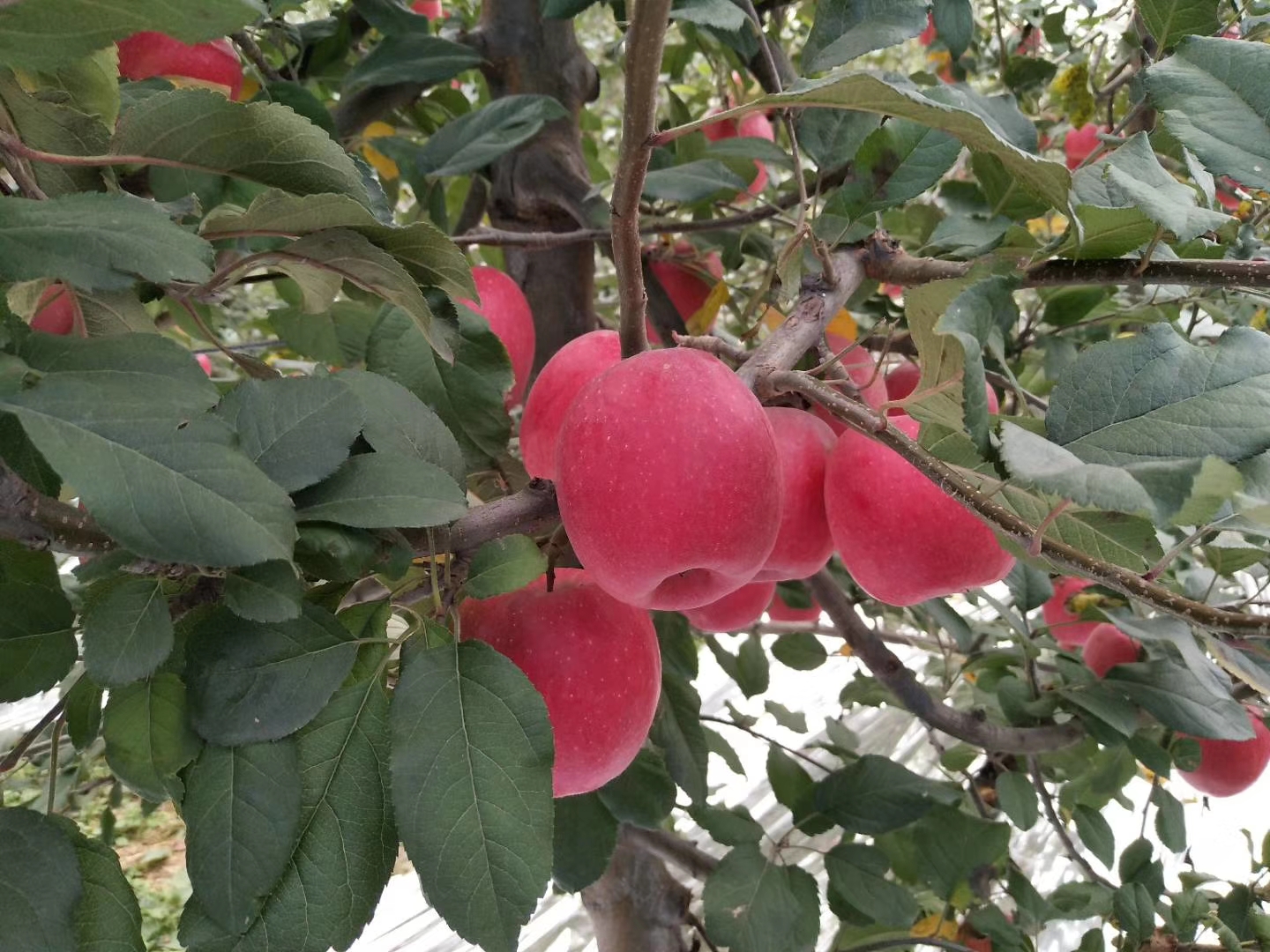 基地直销瑞香红苹果树苗 产量高 果实丰厚价格低诚信经营