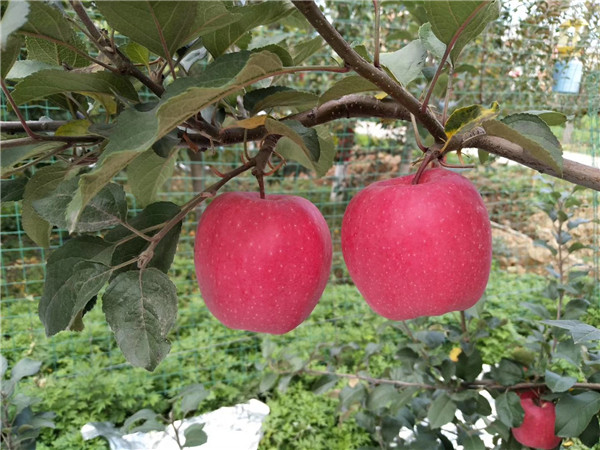当年挂果拓季苹果苗水蜜桃苹果树管理经验总结
