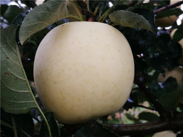 矮化鲁丽苹果树苗管理经验总结
