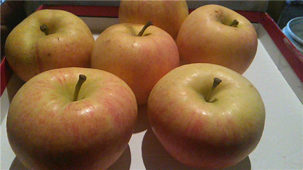 水蜜桃苹果苗管理技术拓季苹果树浅谈