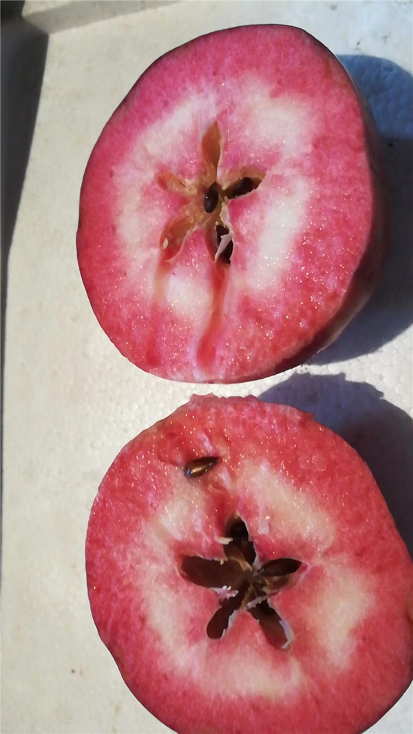 矮化科迪亚樱桃苗种植技术