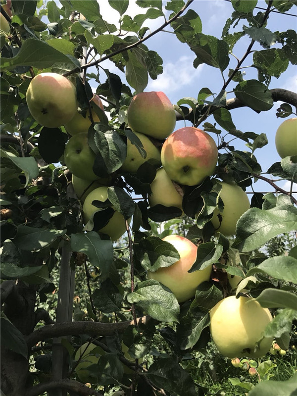 拓季苹果苗品种详解水蜜桃苹果树基地展示
