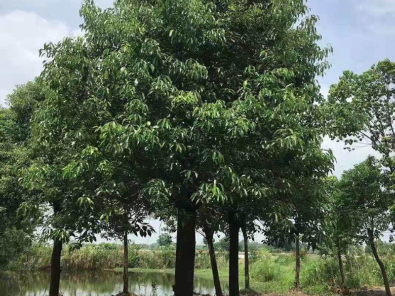 郑州13公分桂花树多少 值得信赖 咸安区春城苗圃供应