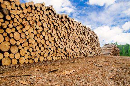 深圳澳洲木材进口清关资料-进口木材报关-进口木材清关