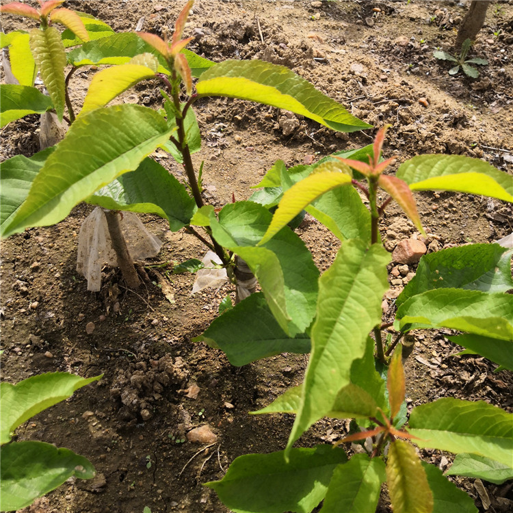 新疆兰丁樱桃苗种植几年结果-大樱桃苗