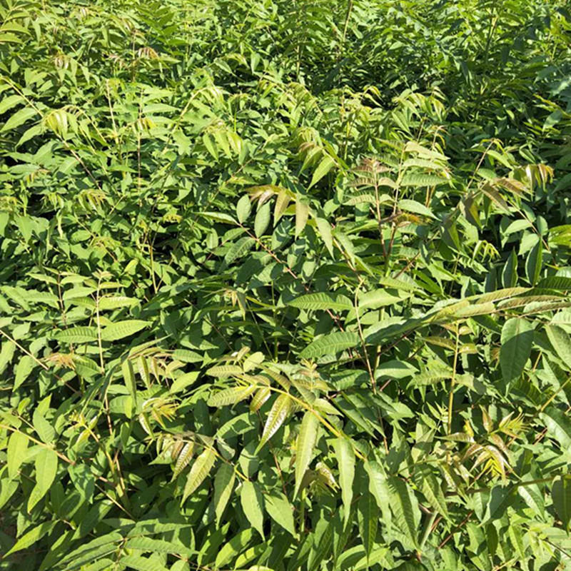 怎样种植大棚香椿苗香椿苗什么样