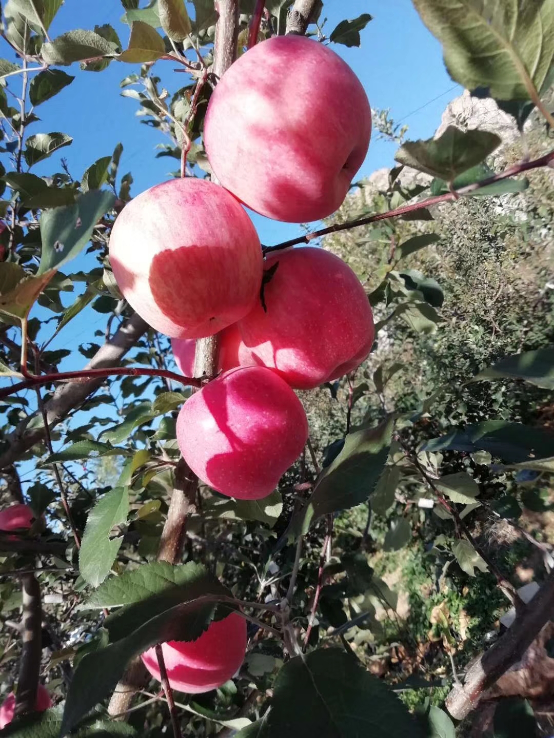 优质蜜浓樱桃苗种植优势