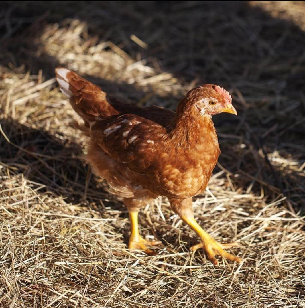 河南京红青年鸡高峰持续时间长常盛禽业京红青年鸡保产蛋率90以上