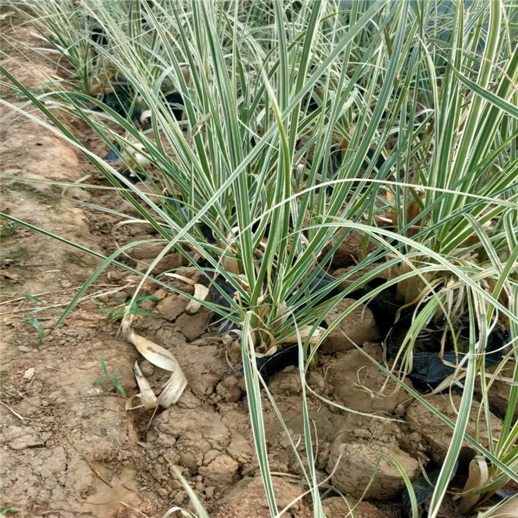 花叶蒲苇种植基地 蒲苇 联系我们获取更多资料