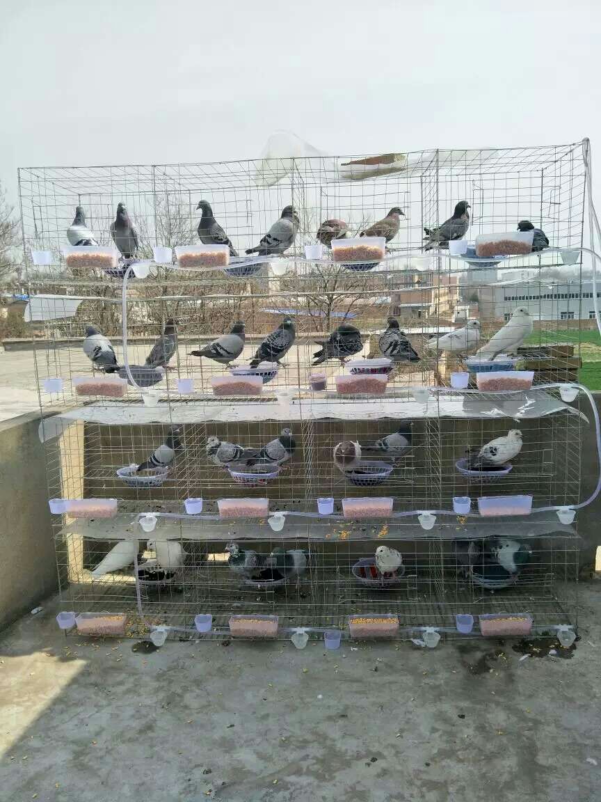 三层鸽子笼 12位加粗肉鸽养殖笼及配件