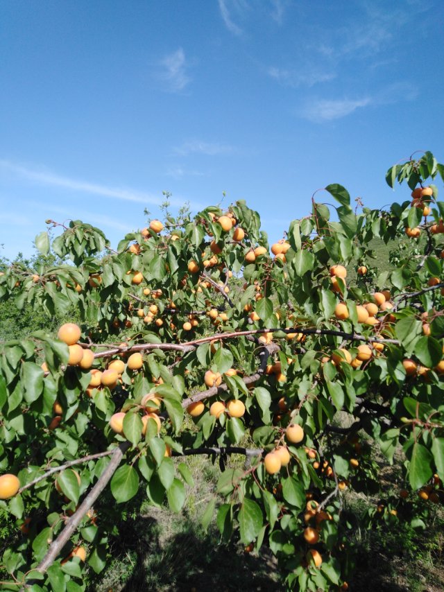 大杏扁树苗哪里有卖今年多少钱一棵