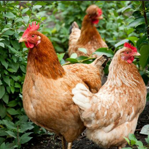 亳州海兰褐青年鸡产蛋率 海兰褐青年鸡开产