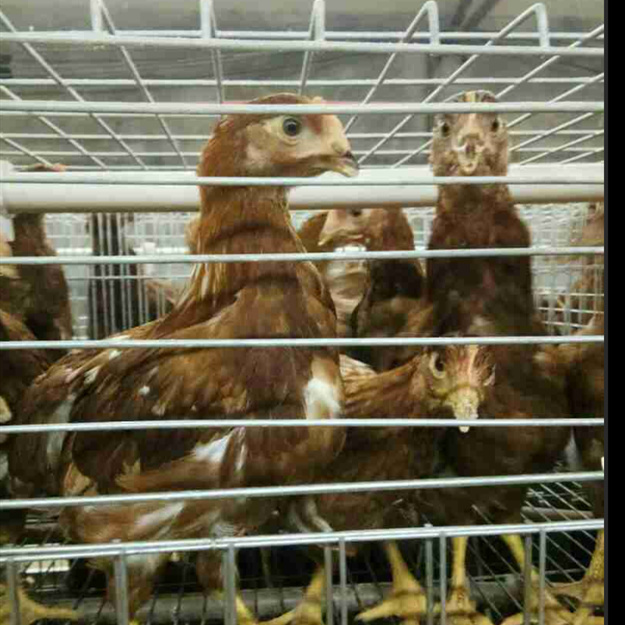 陕西海兰褐青年鸡2021年投入成本 各日龄海兰褐青年鸡利润