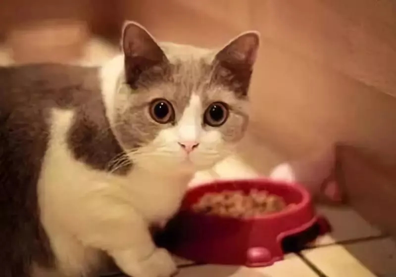 在线咨询-进口宠物食品报关-德国服务好的猫粮进口报关服务