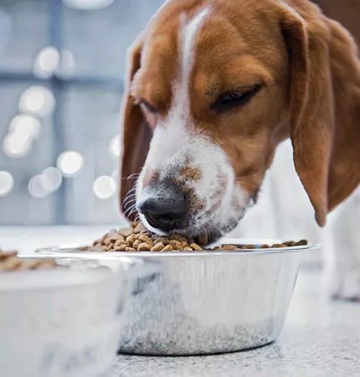 宠物粮进口指南-天津服务好的宠物零食进口报关需要资料-宠物粮报关代理