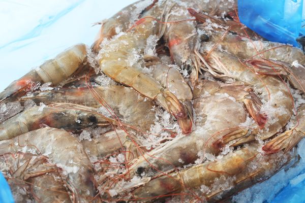 马来西亚代理冷冻虾进口报关公司