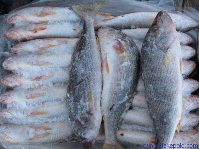 斐济实力的冷冻鱼进口报关流程