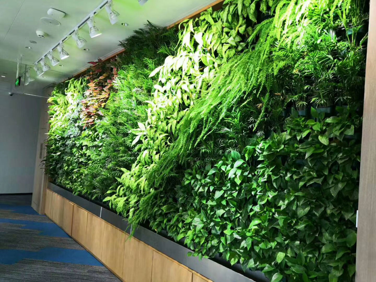 保山植物墙绿化