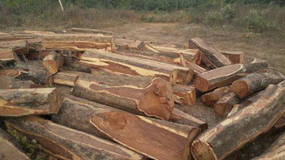 非洲实力的红木进口报关物流
