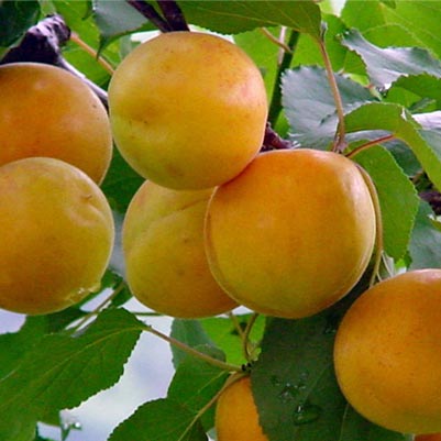 荷兰香蜜杏树苗