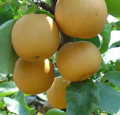 济南秋月梨树苗价格 品种齐全