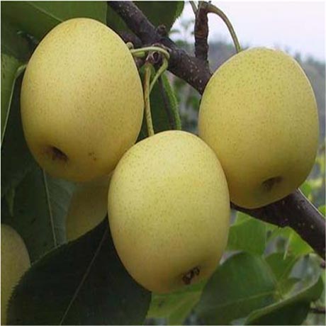 梨树苗繁殖方法