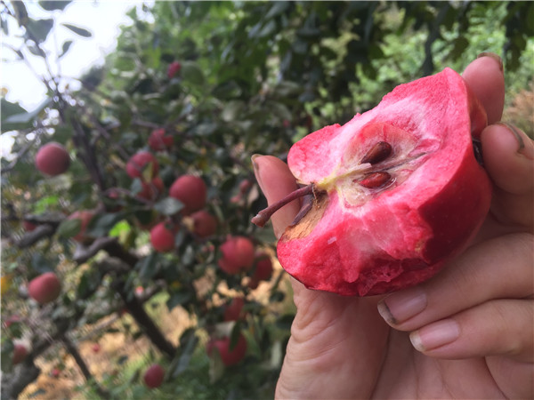 如何防治矮化苹果苗夏季出现的病虫害