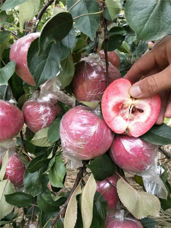 帮助矮化苹果苗高产的后期关键追肥
