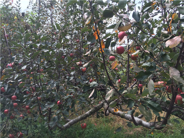 山东新品种苹果苗繁育