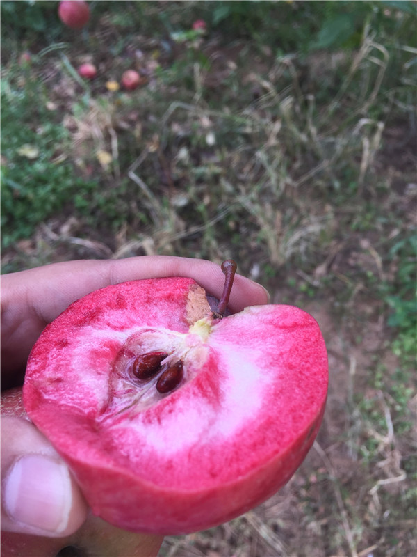 山东苹果苗新品种种植