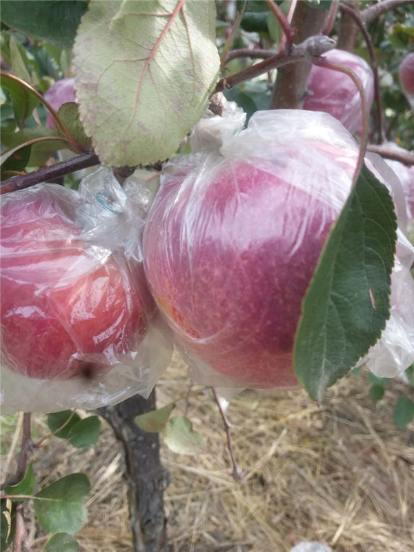山东矮化苹果苗木批发基地