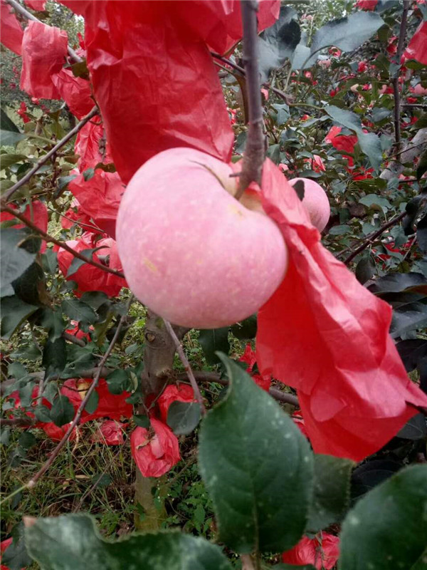 泰安苹果苗种植繁育基地