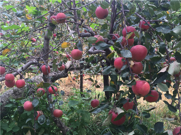 泰安矮化苹果苗种植繁育基地