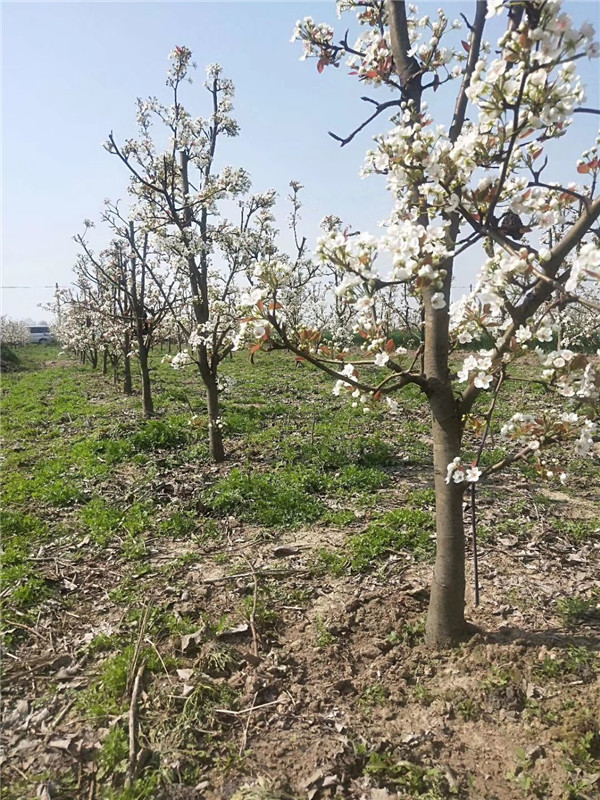 在梨树苗开花前可以喷施磷钾肥