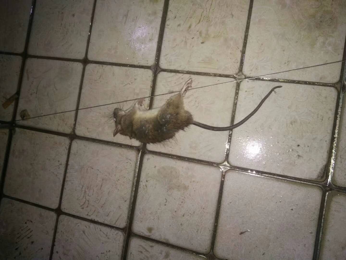 西安市老鼠消杀灭老鼠