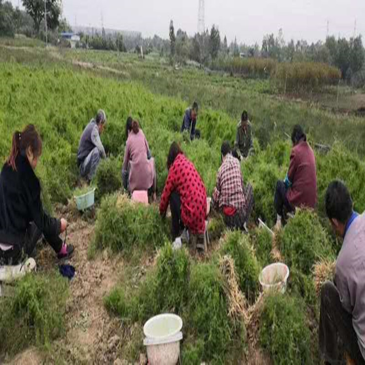 张家界天冬种苗批发 武竹 基地现挖 一手货源