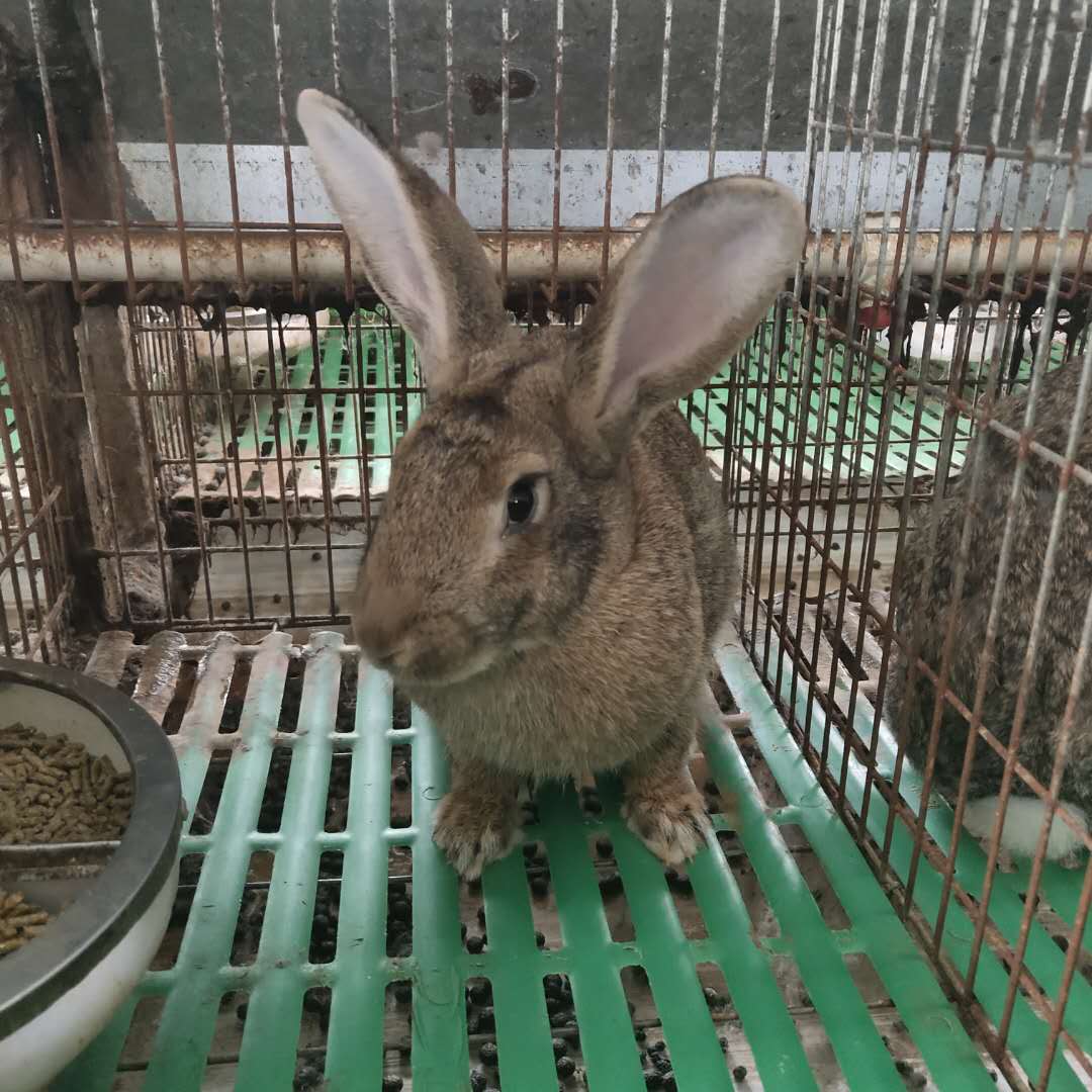 广州比利时种兔兔苗 欢迎考察