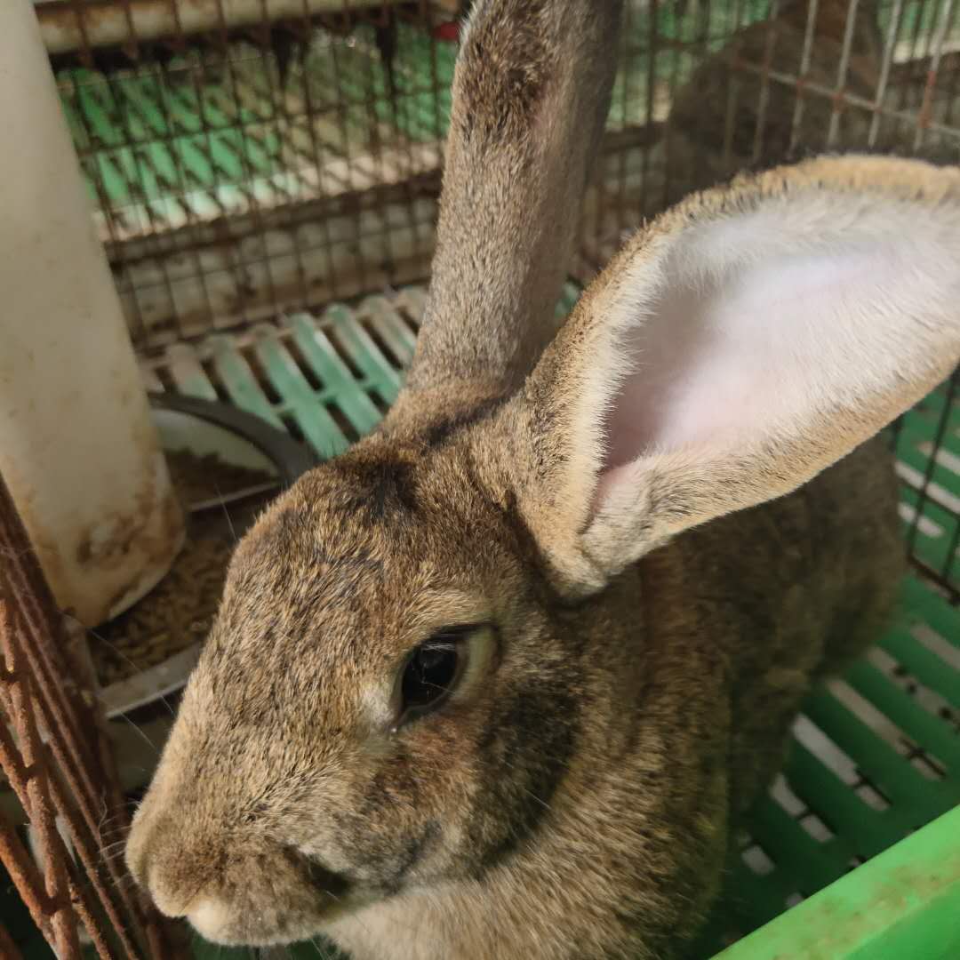 济南比利时兔苗养殖技巧