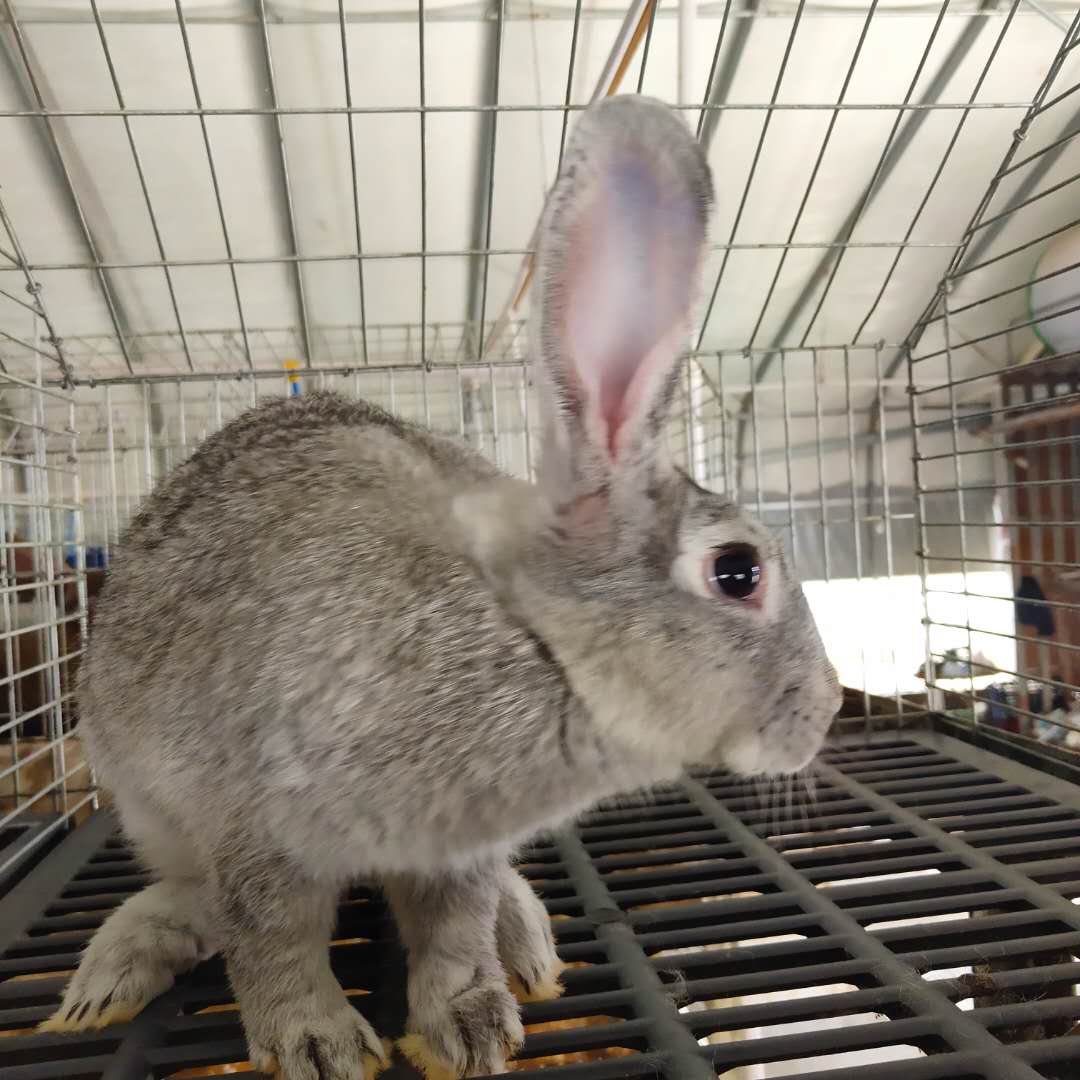 武汉比利时种兔养殖场 欢迎考察