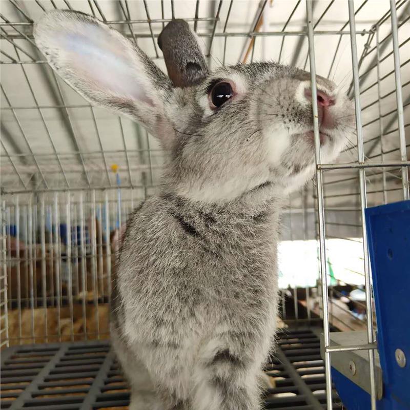 广州比利时种兔兔苗