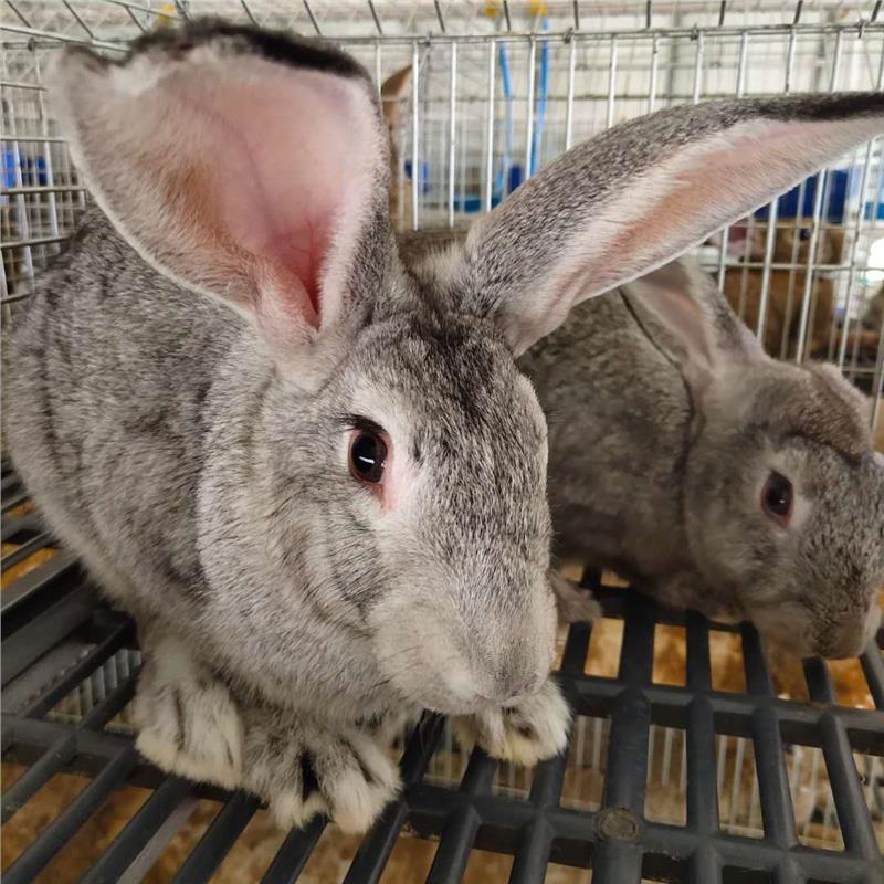 广州比利时种兔兔苗购买